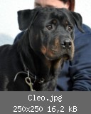 Cleo.jpg
