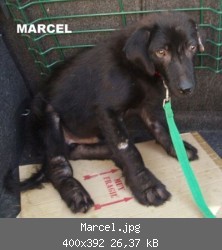 Marcel.jpg