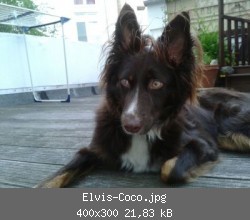 Elvis-Coco.jpg